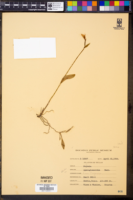 Pogonia ophioglossoides image