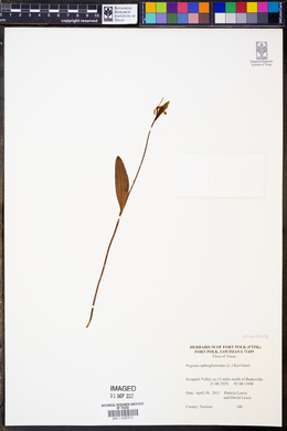 Pogonia ophioglossoides image