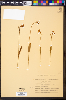 Pogonia ophioglossoides image