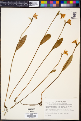 Pogonia ophioglossoides image