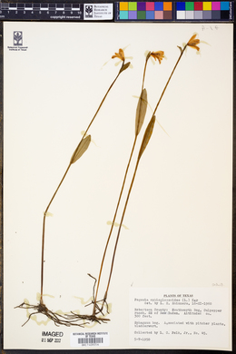 Pogonia ophioglossoides image