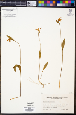 Pogonia ophioglossoides image