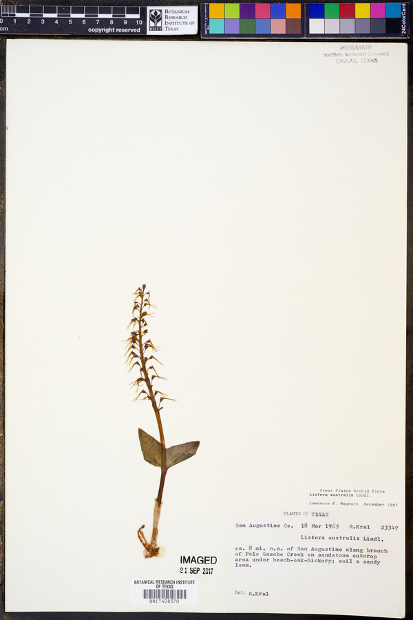 Listera australis image