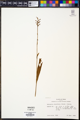 Platanthera clavellata image