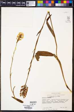 Platanthera cristata image