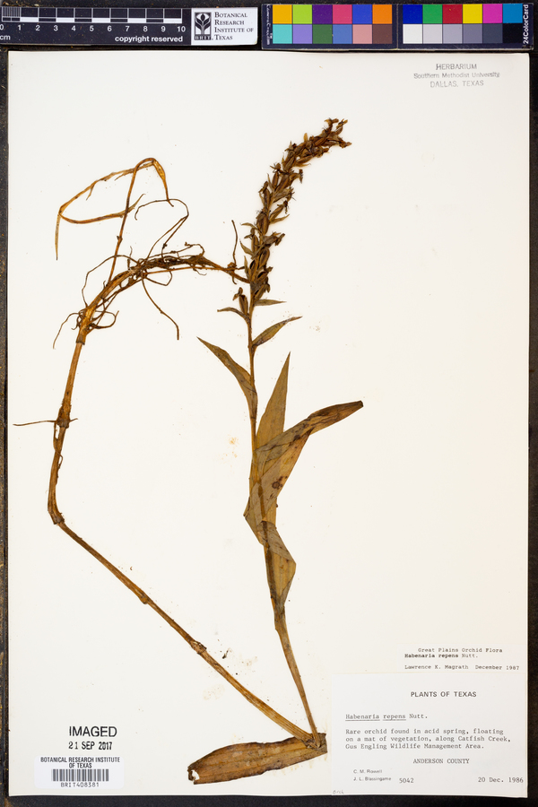 Habenaria repens image