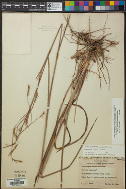 Schizachyrium scoparium subsp. divergens image