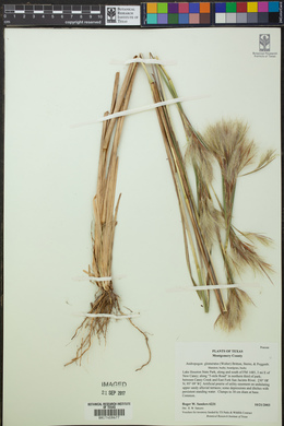 Andropogon glomeratus image