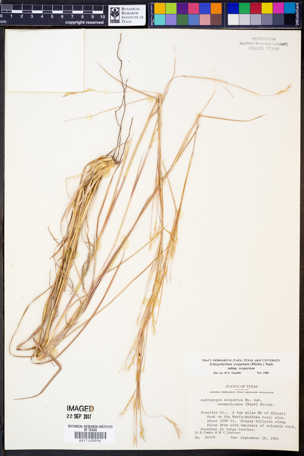 Schizachyrium scoparium subsp. scoparium image