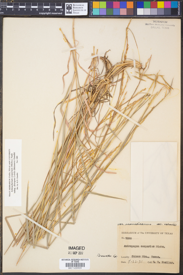 Schizachyrium scoparium subsp. divergens image