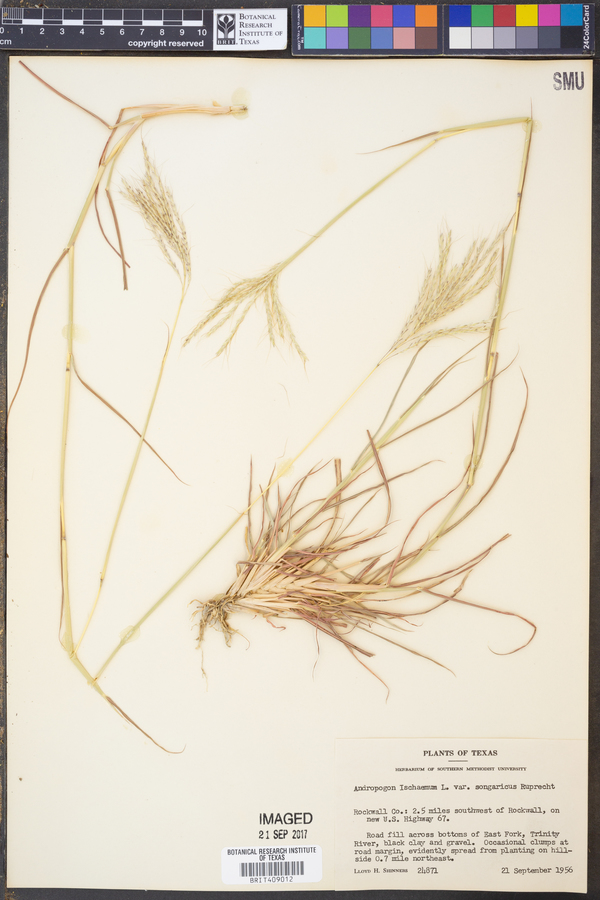 Bothriochloa ischaemum var. songarica image