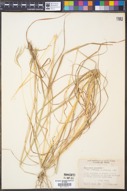 Bothriochloa ischaemum image