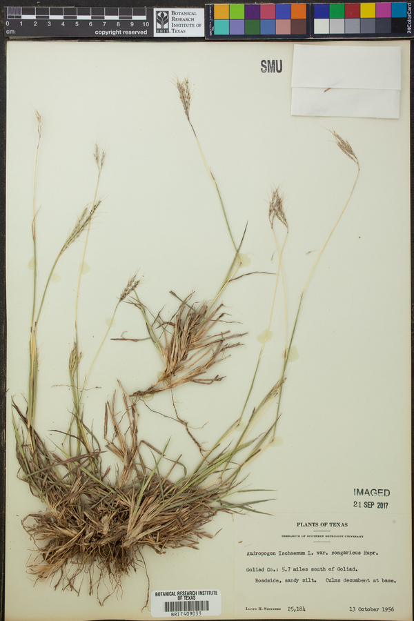 Bothriochloa ischaemum var. songarica image