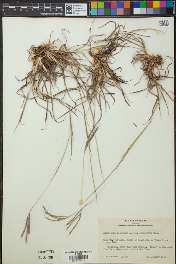 Bothriochloa ischaemum var. songarica image