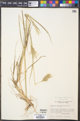 Andropogon hybridus image