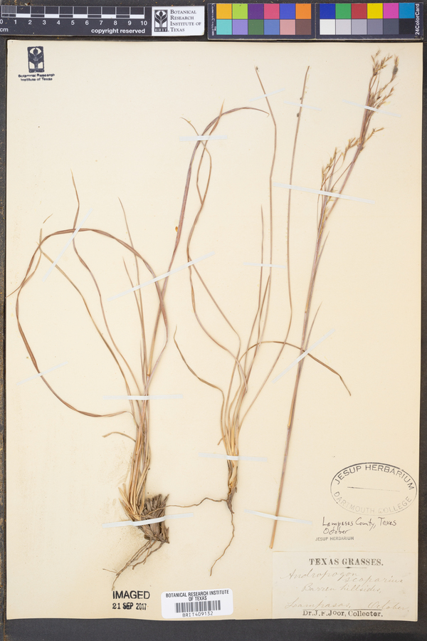 Schizachyrium scoparium var. scoparium image