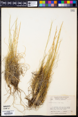 Aristida purpurea var. nealleyi image