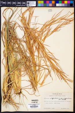 Andropogon virginicus var. virginicus image