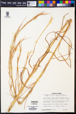 Andropogon virginicus var. virginicus image