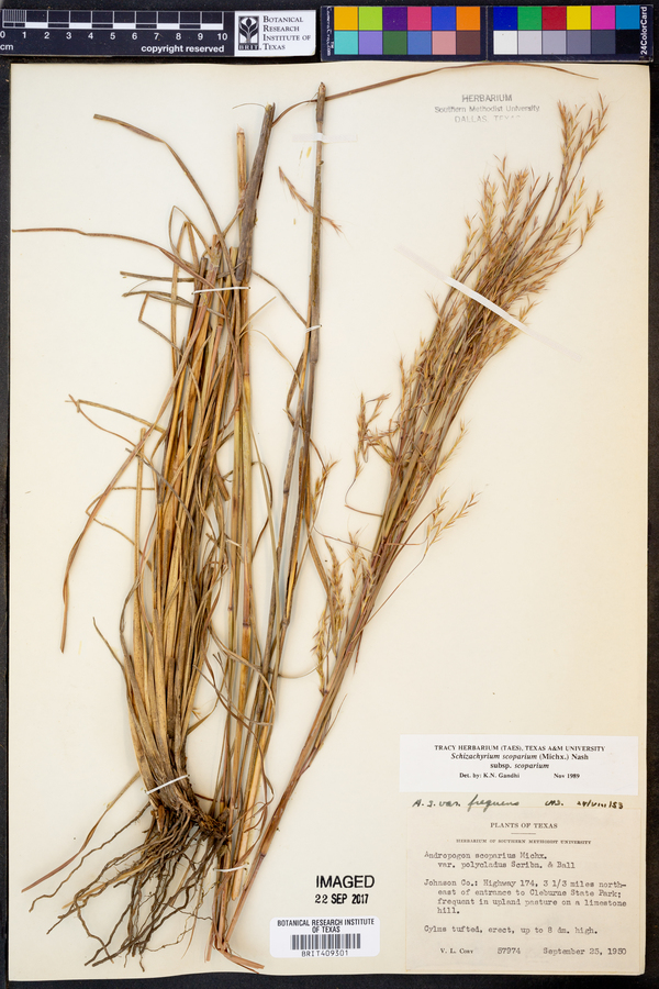 Schizachyrium scoparium subsp. scoparium image