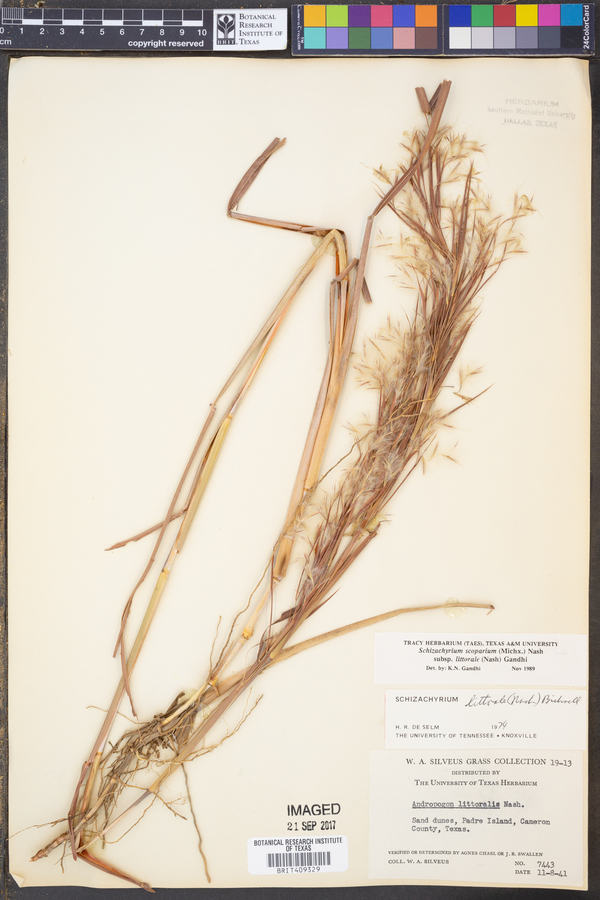 Schizachyrium littorale image