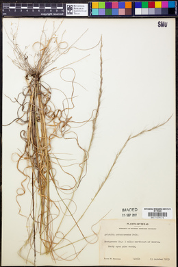 Aristida purpurascens image