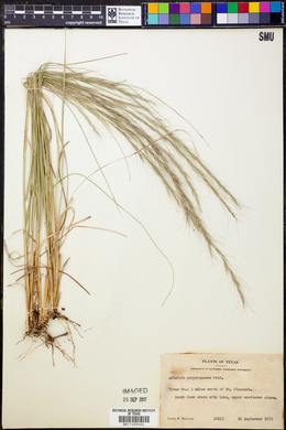 Aristida purpurascens image