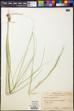 Aristida purpurascens image