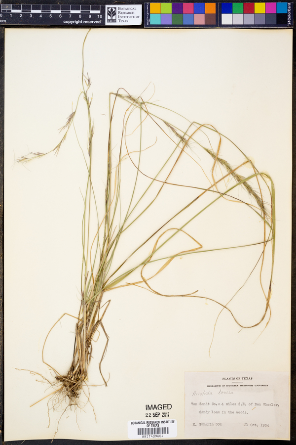 Aristida lanosa image