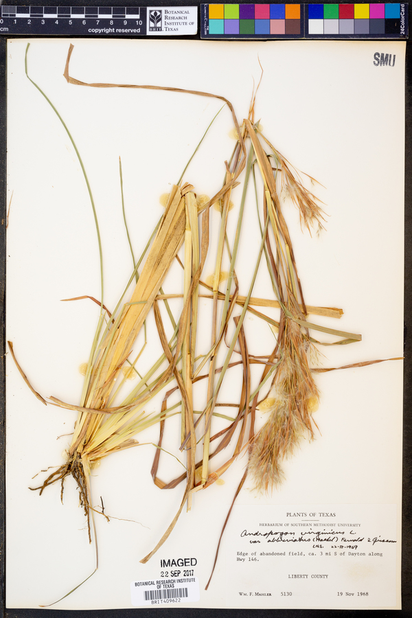 Andropogon virginicus var. abbreviatus image