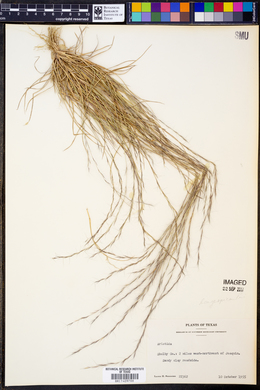 Aristida longespica image