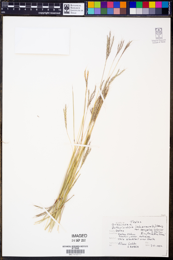 Bothriochloa ischaemum var. songarica image