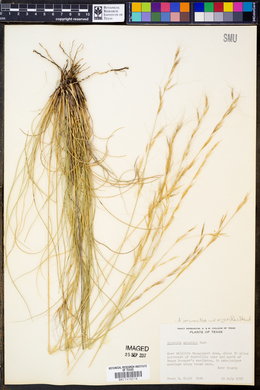 Aristida purpurea var. wrightii image