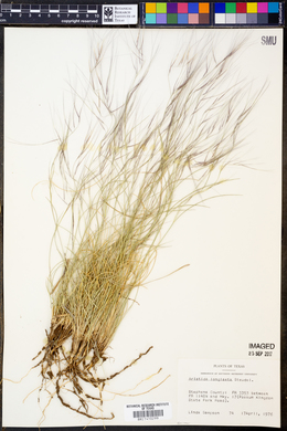 Aristida purpurea var. longiseta image