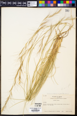 Aristida purpurea var. wrightii image