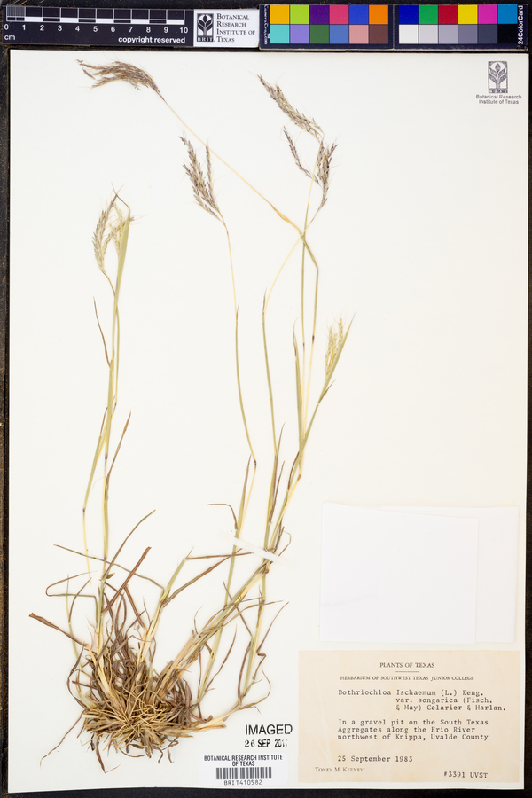 Bothriochloa ischaemum var. songarica image