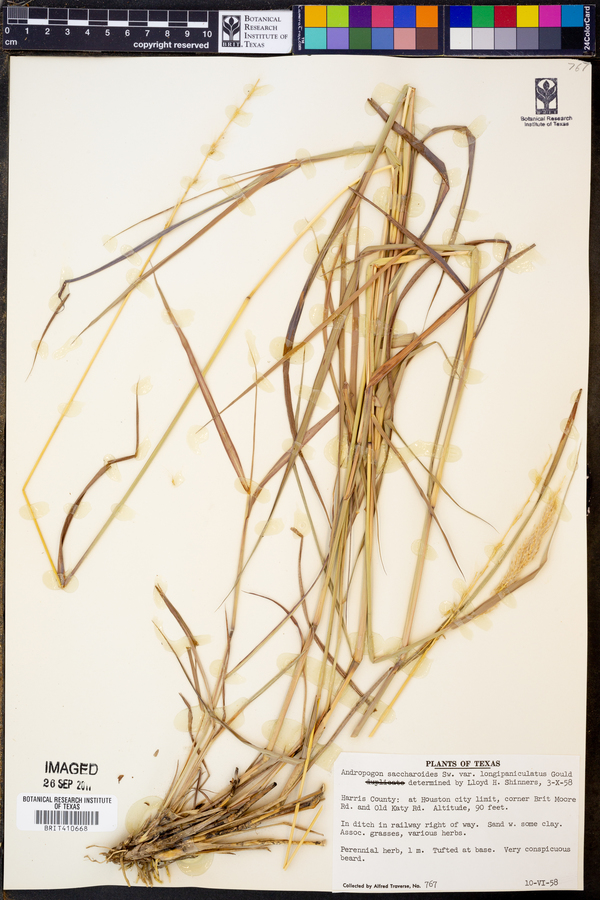 Bothriochloa longipaniculata image