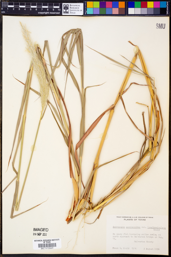 Bothriochloa longipaniculata image