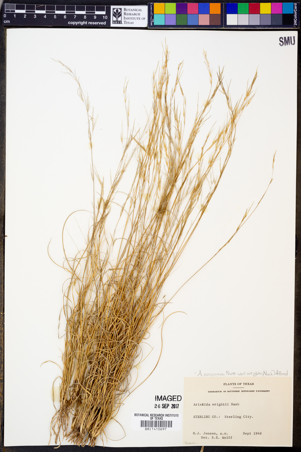 Aristida purpurea var. wrightii image