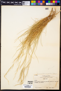 Aristida purpurea var. wrightii image