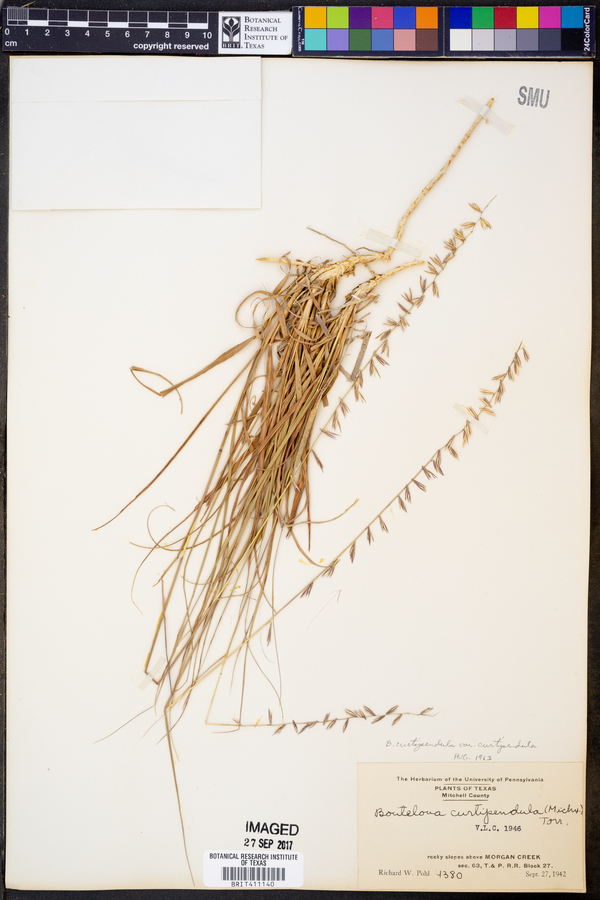 Bouteloua curtipendula var. curtipendula image