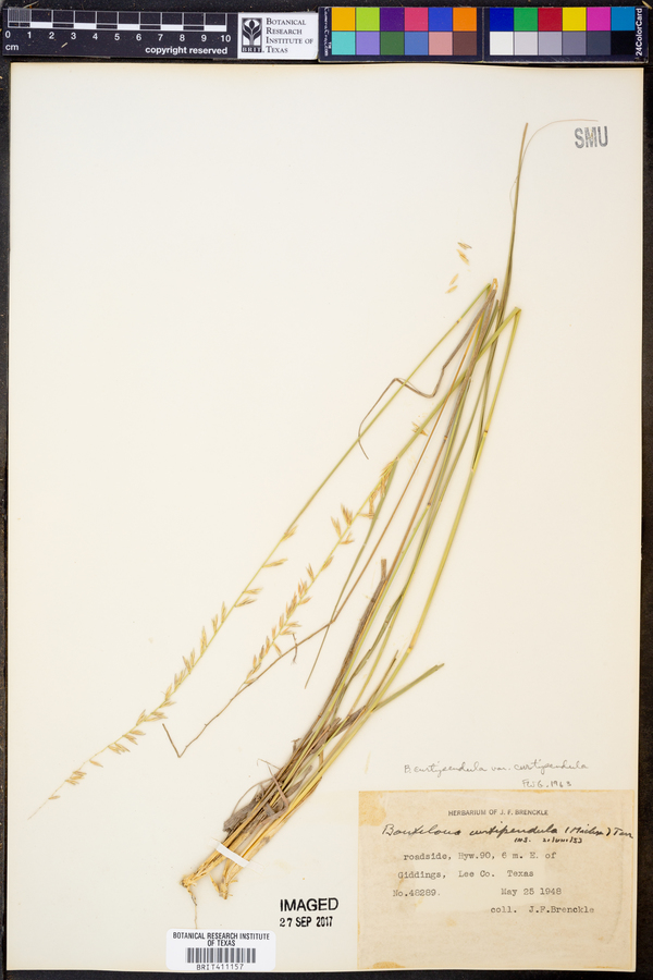 Bouteloua curtipendula var. curtipendula image