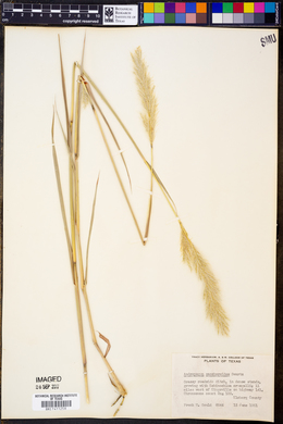 Bothriochloa saccharoides image