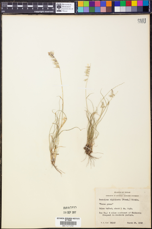 Bouteloua rigidiseta image