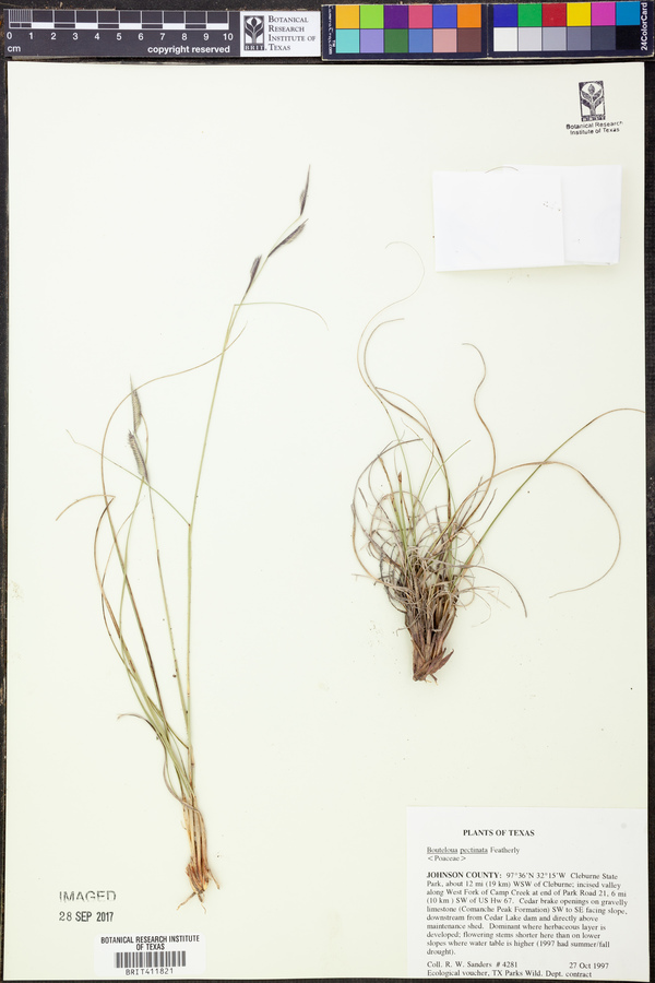 Bouteloua pectinata image