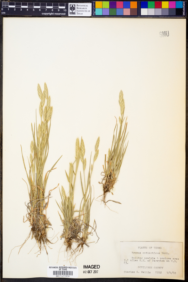 Bromus catharticus subsp. catharticus image