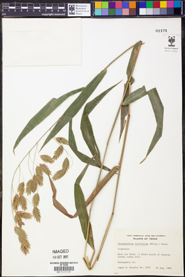 Chasmanthium latifolium image