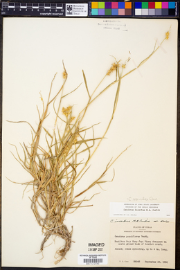 Cenchrus spinifex image