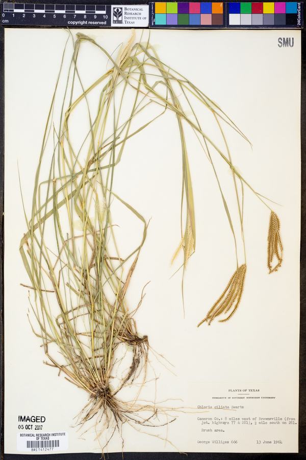 Chloris ciliata image