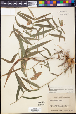 Chasmanthium latifolium image